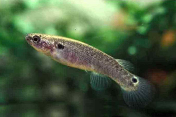 The Mangrove Killifish