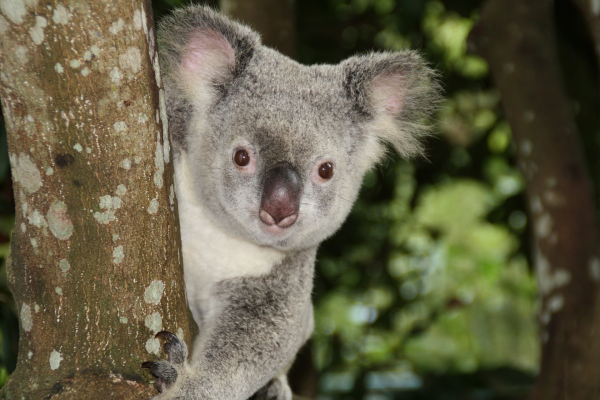 Koala in a tree