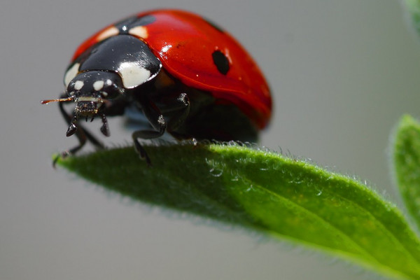 A ladybird