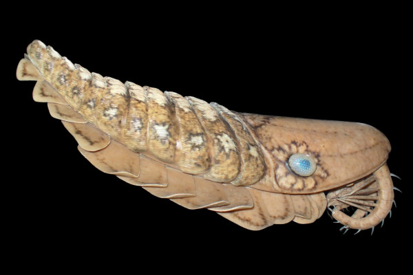 Laggania cambria, an anomalocaridid, showing the dorsal blades along the back, and swimming lobes down the sides.