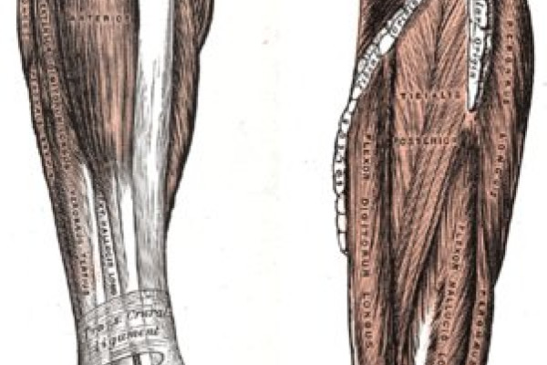 Extensors and Deep flexors of the leg, Gray's Anatomy of the Human Body, 1918