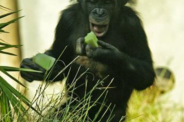 A Bonobo, Pan Paniscus