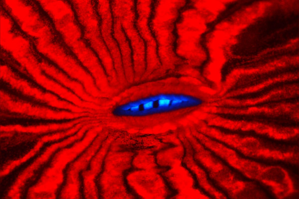 Fluorescence of mouth region of the reef coral Lobophyllia hemprichii.