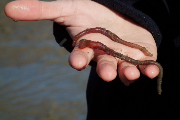 Marine lugworm - Arenicola marina