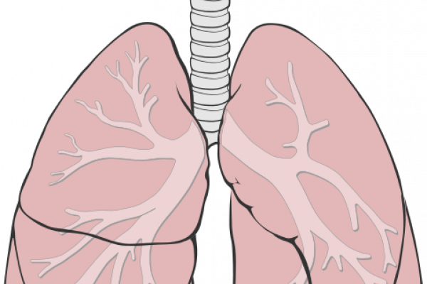 Human lung anatomy