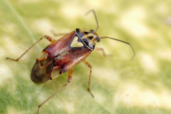 Lygus bugs of the family Miridae are serious pests in the cotton, strawberry, and alfalfa industries.