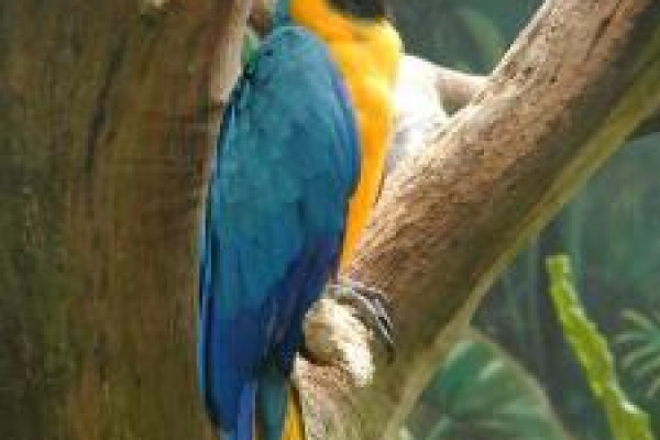 Blue and Yellow Macaw on branch