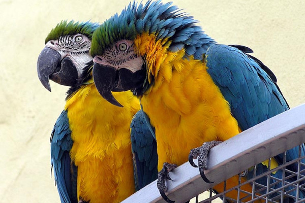 Blue and Yellow macaws at Combe Martin Wildlife and Dinosaur Park, North Devon, England.