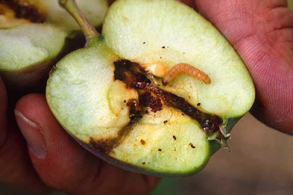 Codling Moth Larvae