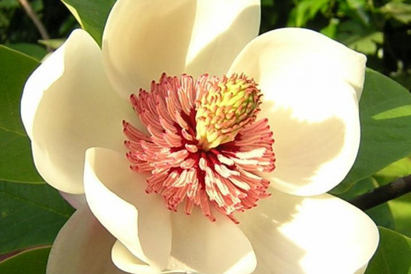 Magnolia Watsoni, one of the many Magnolia plants
