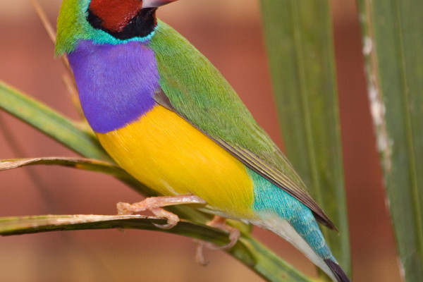 gouldian finch