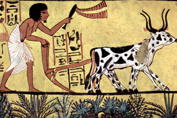 Plowing farmer depicted in burial chamber of Sennedjem, 1200BC