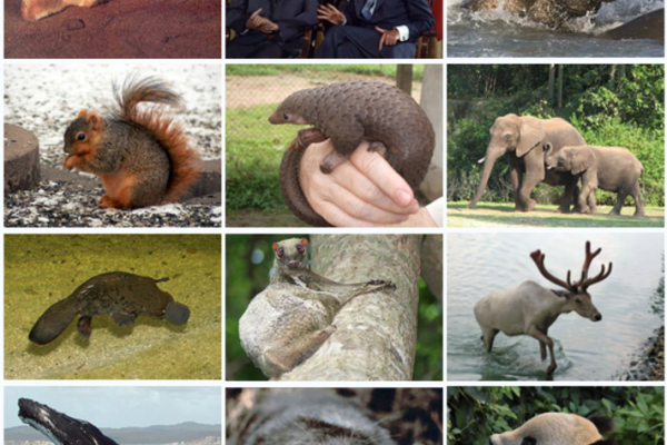 Mammalian diversity