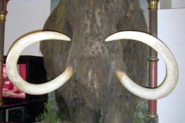 wooly mammoth