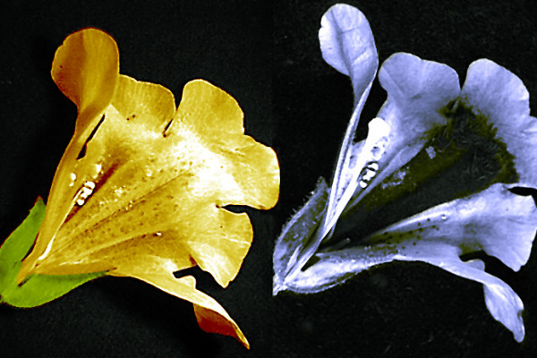 Mimulus flower photographed in visible light (left) and ultraviolet light (right) showing a nectar guide visible to bees but not to humans.