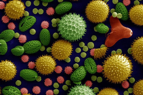  Pollen from a variety of common plants: sunflower (Helianthus annuus), morning glory Ipomoea purpurea, hollyhock (Sildalcea malviflora), lily (Lilium auratum), primrose (Oenothera fruticosa) and castor bean (Ricinus communis). The image is magnified...