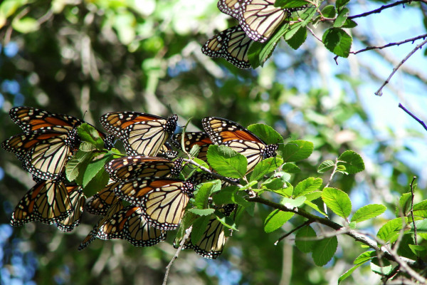 Migrating Monarch butterflies (Danaus plexippus plexippus) in central Texas.