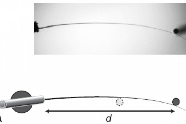 Conical whiskers allow mammals that live in tunnels and other enclosed spaces to learn more about their surroundings.