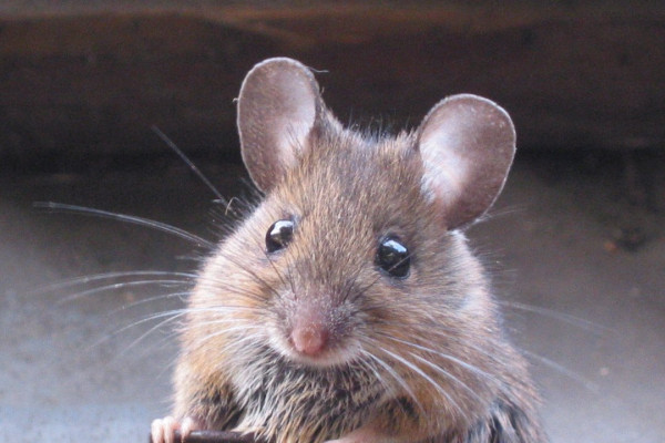 A house mouse