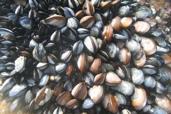 Mussels