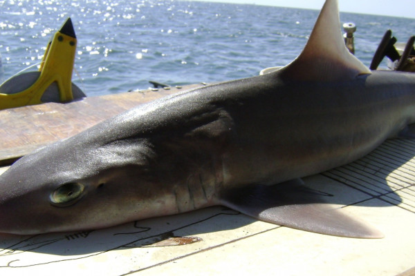 Smooth dogfish (Mustelus canis)