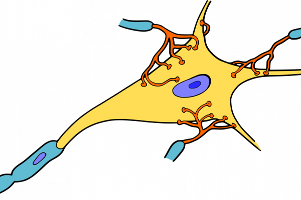 Cartoon representation of a nerve cell