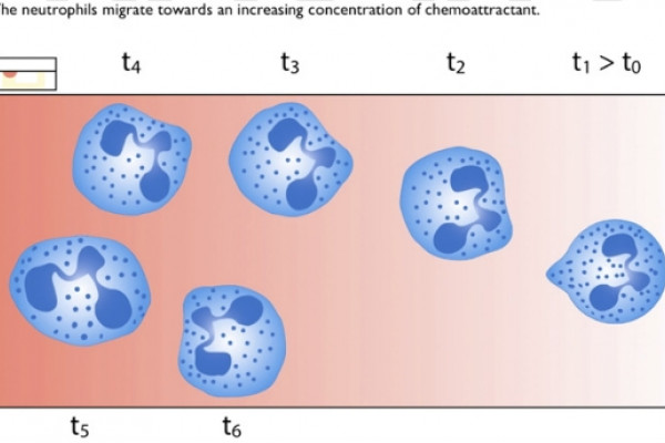 The neutrophils migrate towards increasing concentrations of chemoattractant molecules.