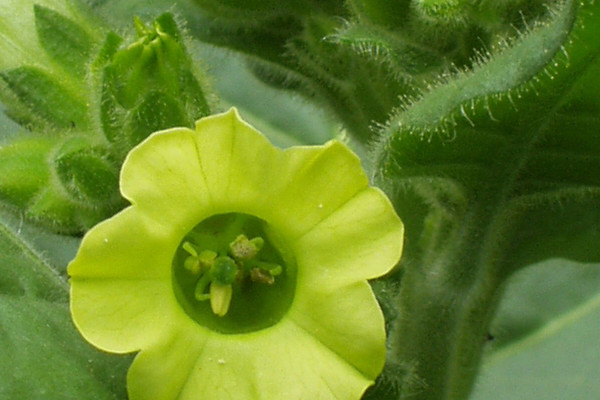 Native American tobacco flower.