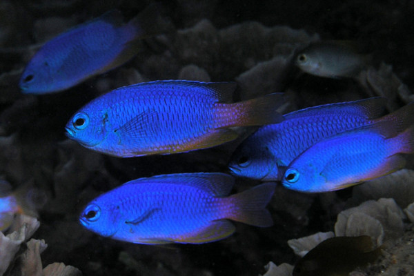 Neon damselfish (Pomacentrus coelestis) from East Timor.