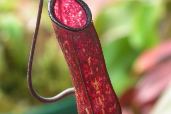 Pitcher Plant - N. muluensis