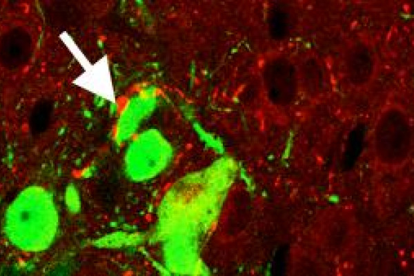  Endogenous NPY-positive neurons (red) in the recipient hypothalamus are in close apposition to transplanted eGFP+ cells (green). Confocal microscopy demonstrates cellular processes of endogenous NPY neurons making extensive contacts (arrows) with...