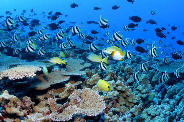 Coral reef fish