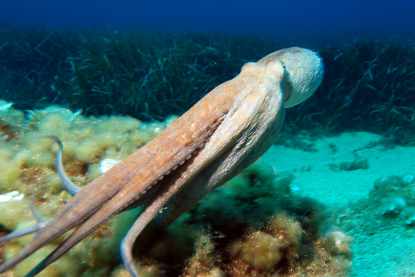 An Octopus - but how does it control those tentacles?