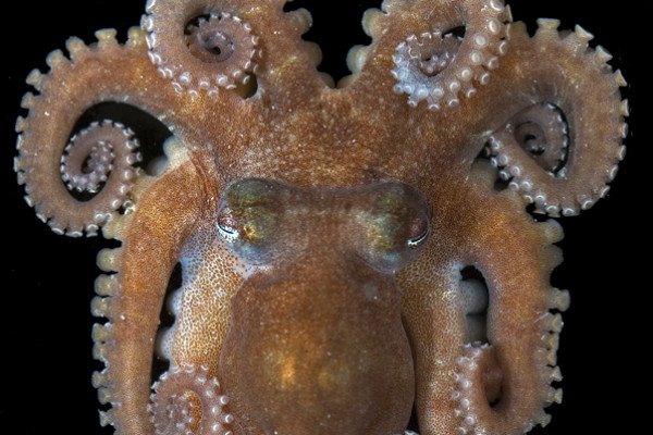 Octopus collected at Lizard Island, Australia, with an ARMS. Photo by Dr. Julian Finn, Museum Victoria