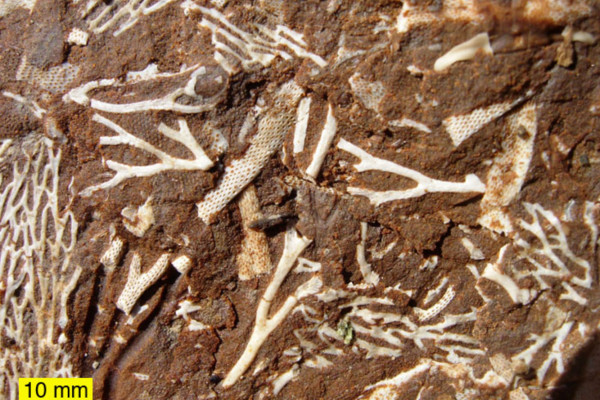 Ordovician bryozoans in an Estonian oil shale.