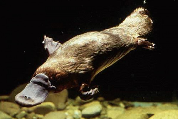 Platypus