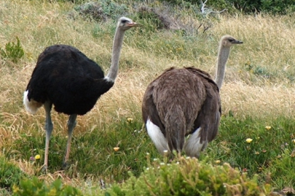 Male and Female Ostriches Cape Point