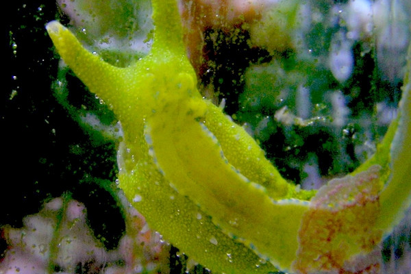 Specimen of Oxynoe olivacea feeding on Caulerpa racemosa.
