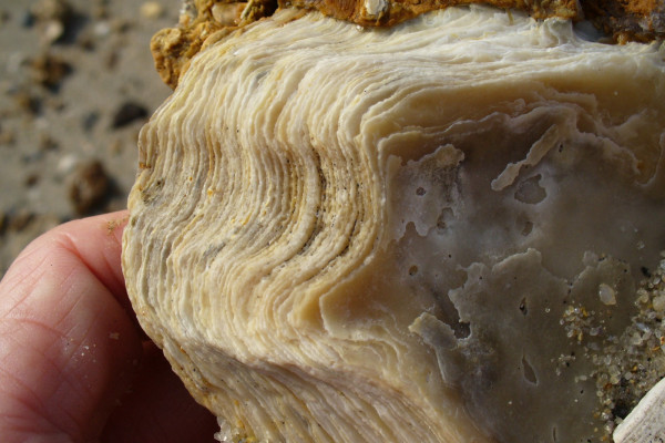 Layers in an oyster shell, found on the beach of the James River, Chesapeake Bay, in Virginia.