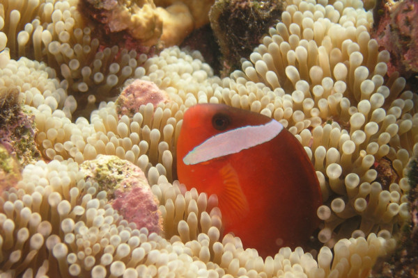 A species of Amphiprion that's endemic to Fiji, Tonga and Samoa which I described (A. barberi).