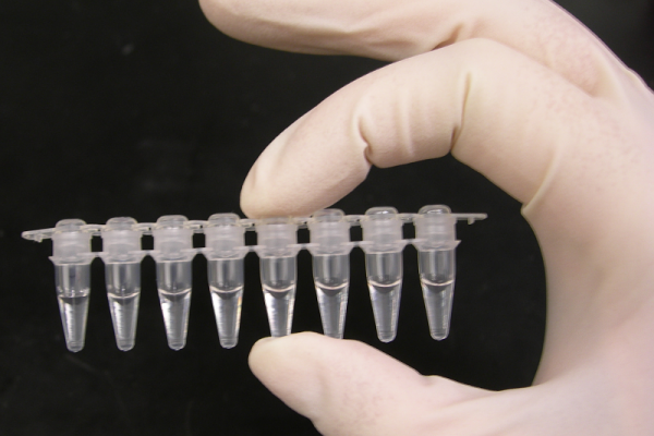 Photo of a strip of Polymerase Chain Reaction (PCR) tubes, each tube contains a 100ul reaction.