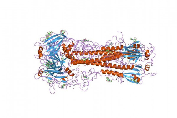 Influenza hemagglutinin