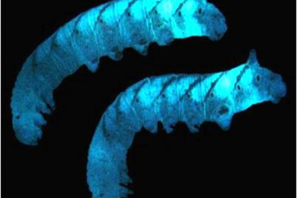 Insect larvae corpses that contain Photorhabdus luminescens