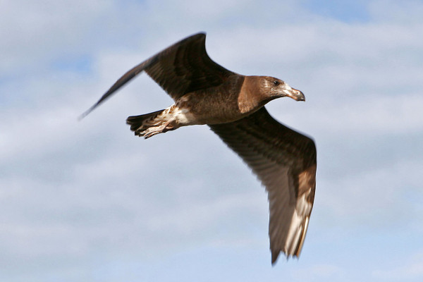 A juvenile pacific gull