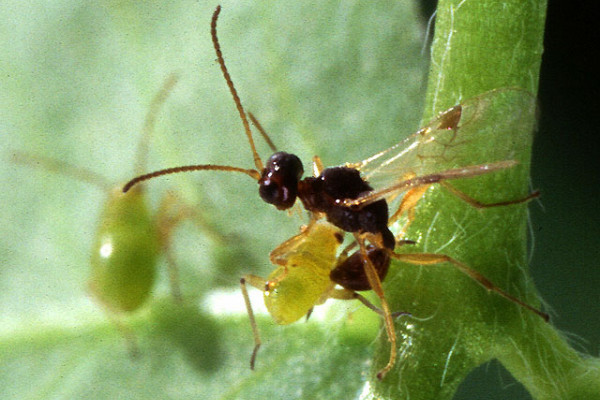 A quarter-inch-long parasitic wasp, Peristenus digoneutis, prepares to lay an egg in a tarnished plant bug nymph.