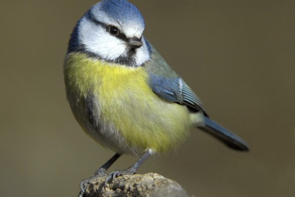 Blue tit - Parus caeruleus