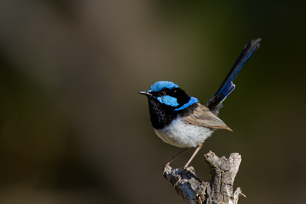 A superb fairy wren