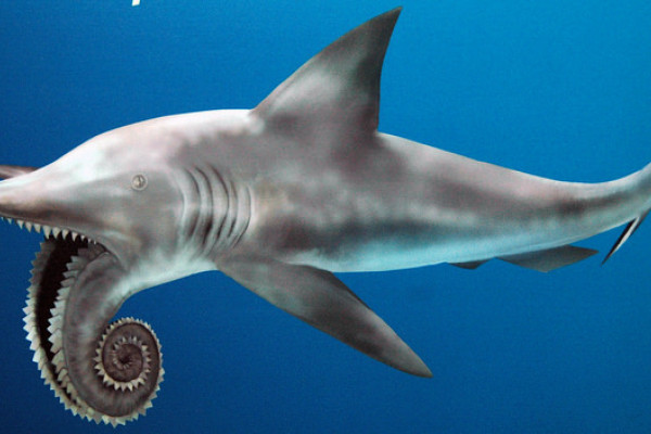 Helicoprion fossil shark reconstruction by James St. John