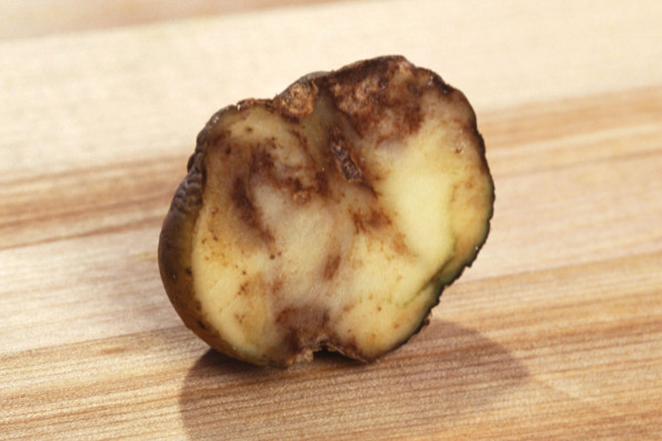 Potato infected by Phytophthora infestans