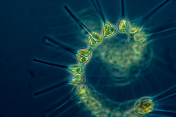 Phytoplankton - the foundation of the oceanic food chain